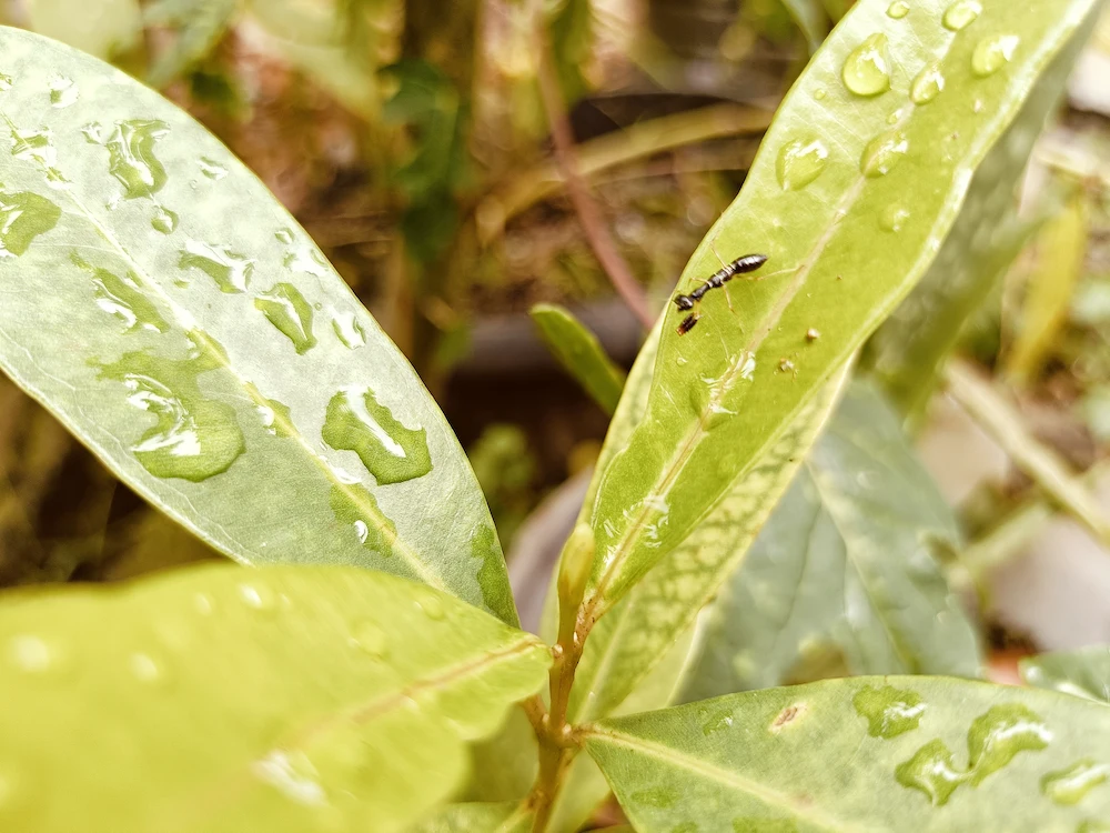 why ants are more active after rain