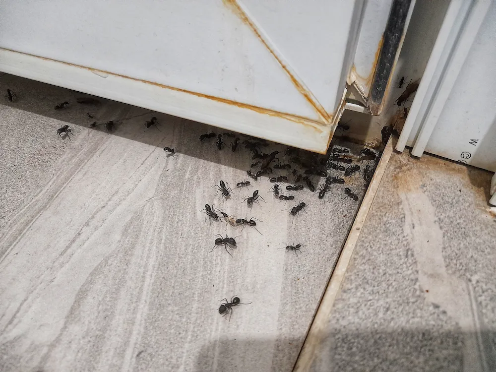 pnw3 enter homes Why Ants Are More Active After Rain