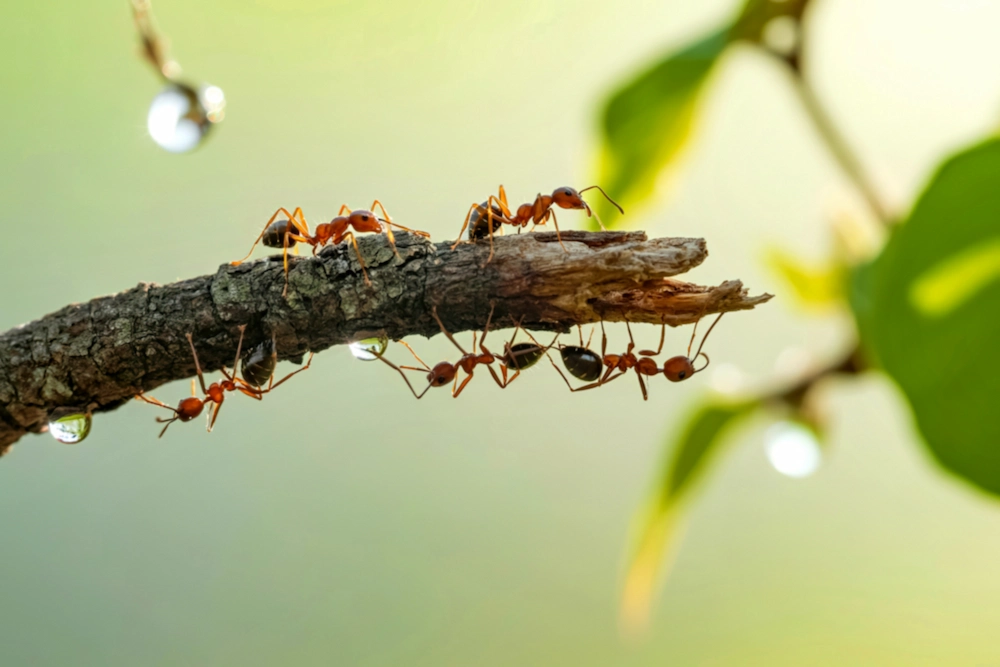 pnw3 large numbers Why Ants Are More Active After Rain