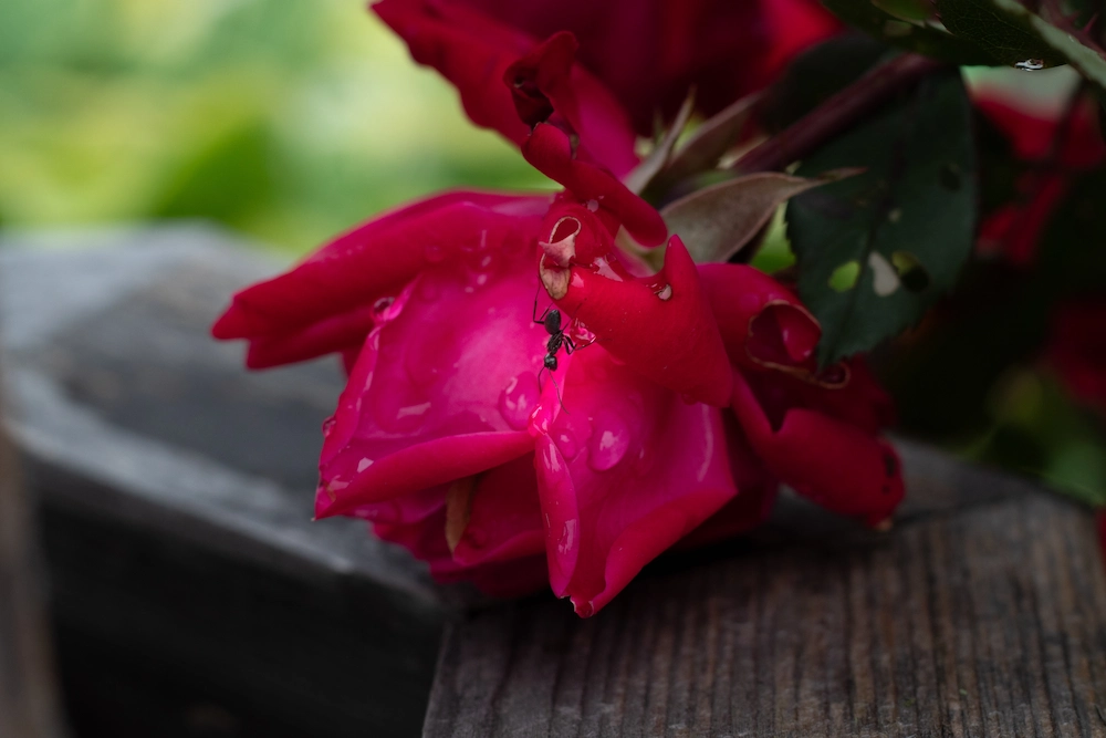 pnw3 reducing Why Ants Are More Active After Rain