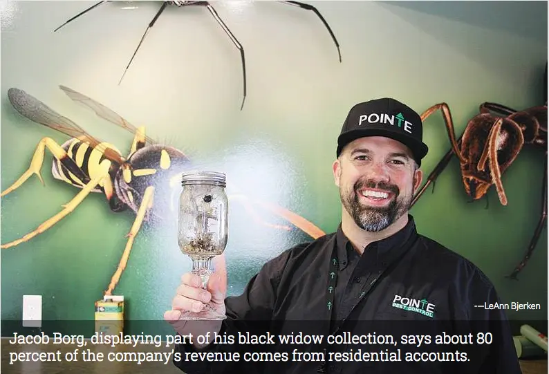 Man holding jar with spiders displaying black widow collection with pest control branding in background