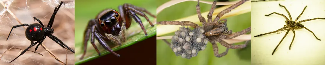spiders