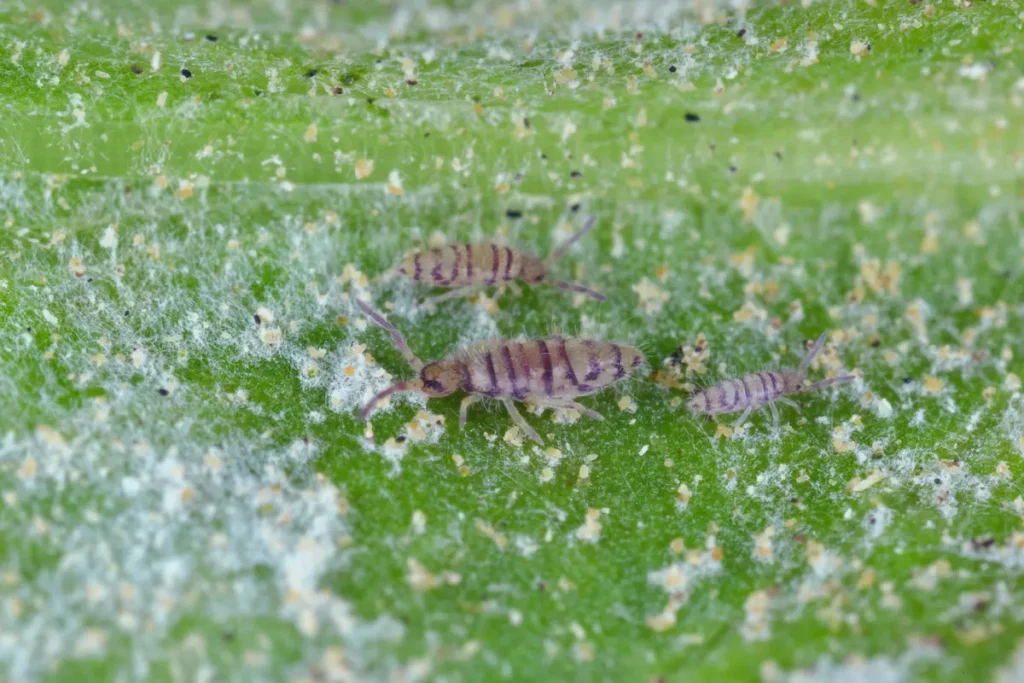 Close-up image of springtails on a moist green surface