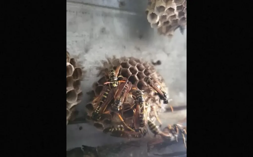 Close-up image of wasps on a nest attached to a surface