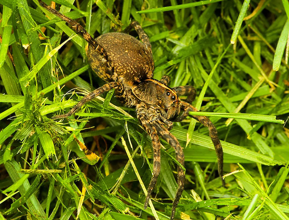 wolf-spider