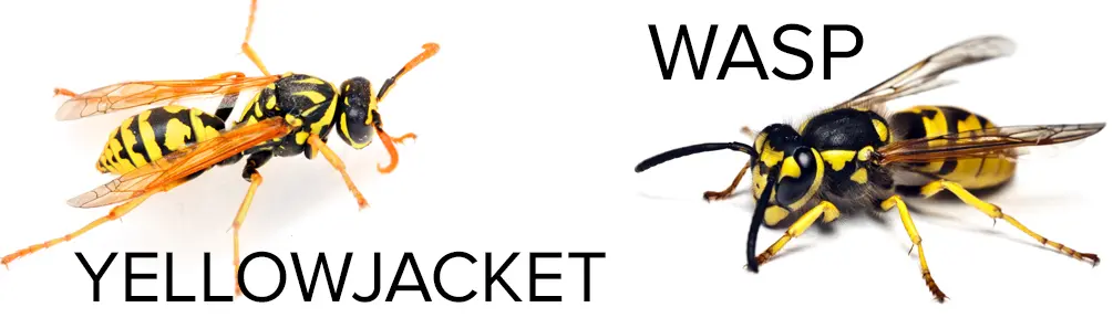 yellowjacketvswasp