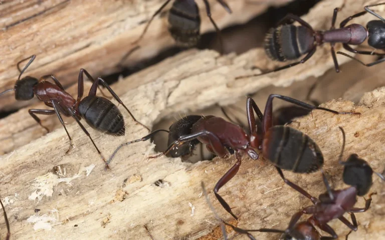 carpenter ants in the Pacific Northwest
