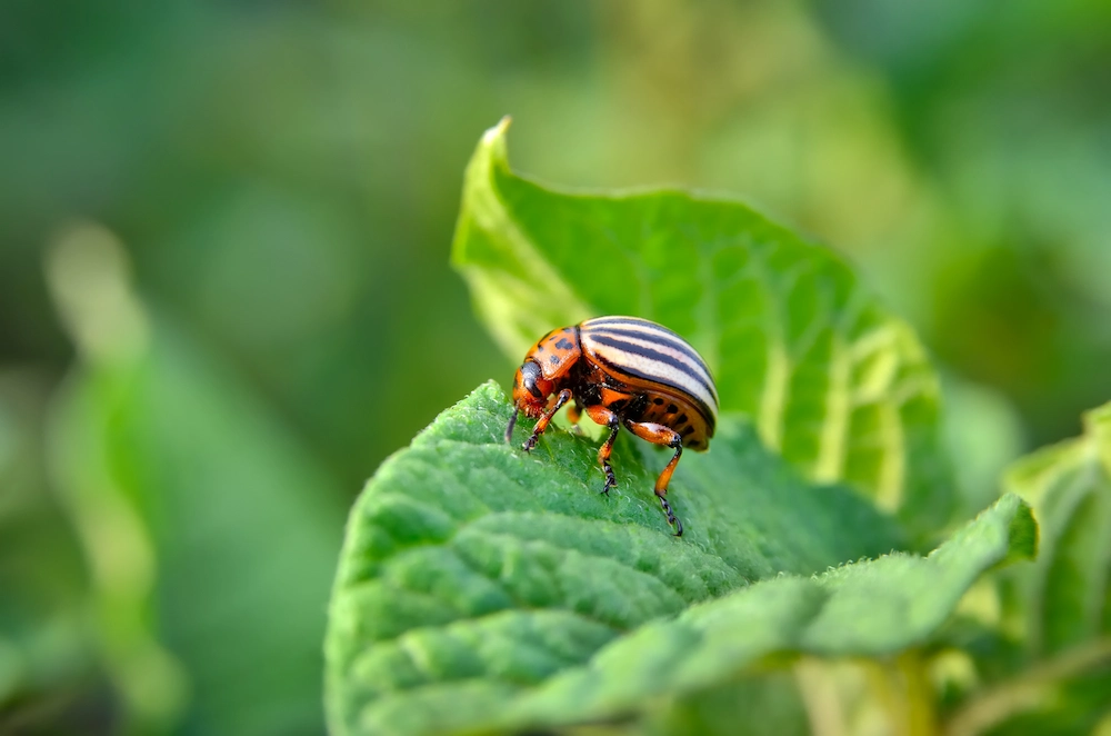 bug on plant; plants that attract pests