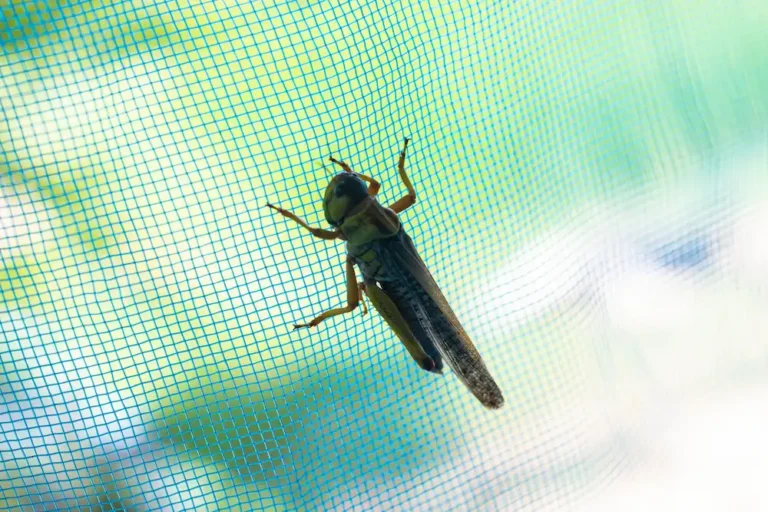 pests on window screens