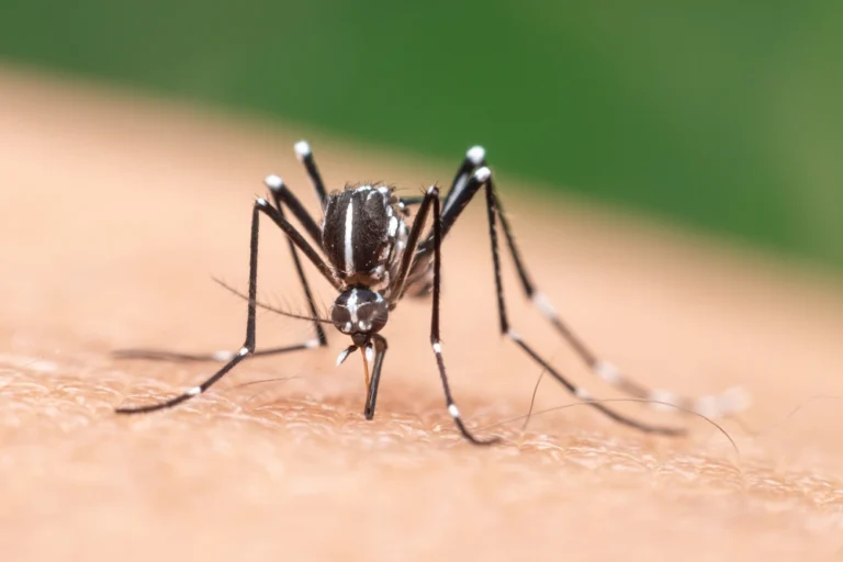 mosquito bite allergy