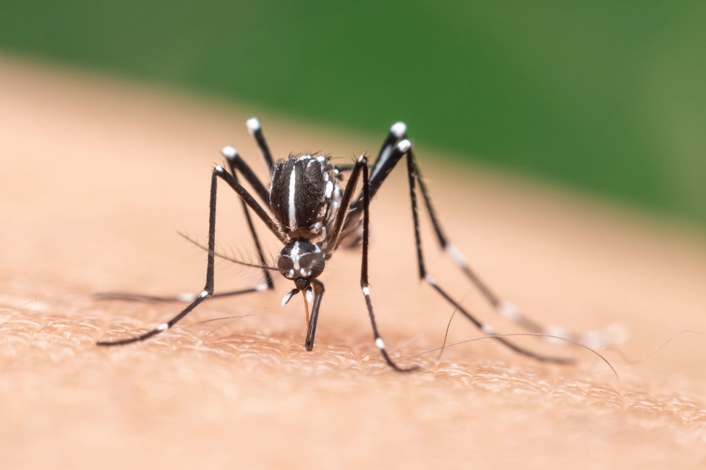 mosquito bite allergy