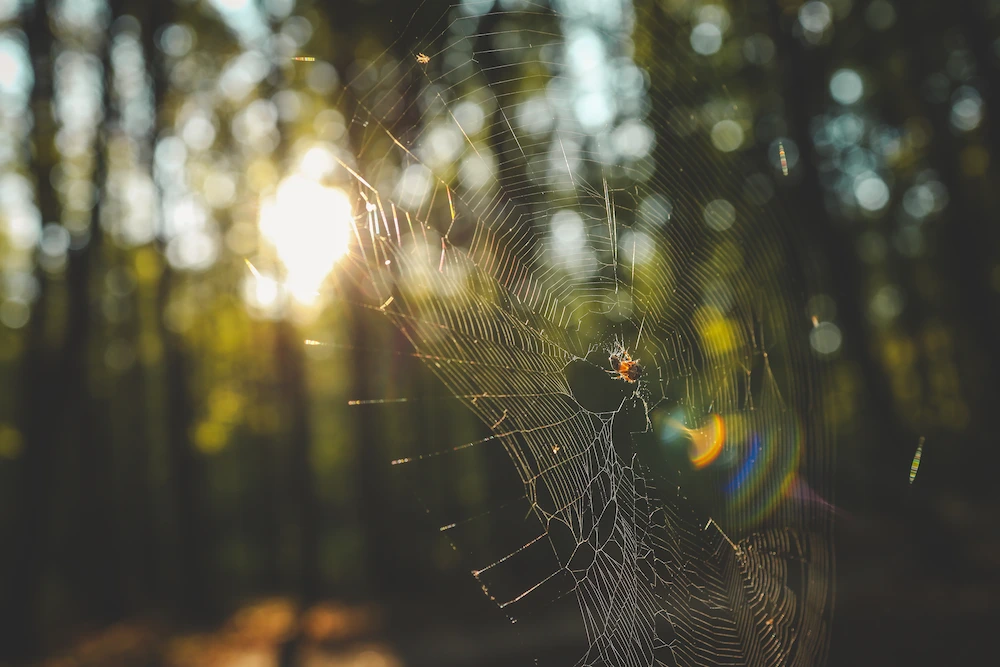 pnw2 bugs in sunny Pests You’ll Find in Sunny Spots: Stink Bugs, Garden Pests, and More