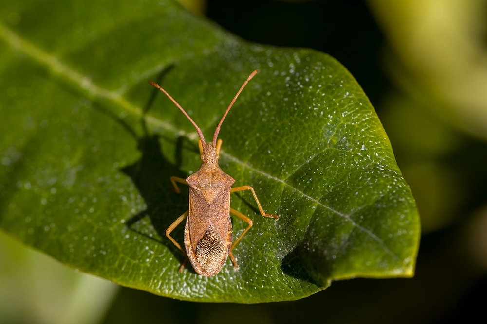 pests in sunny spots