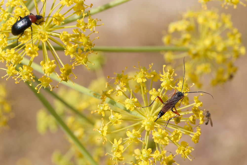 pnw2 garden pests Pests You’ll Find in Sunny Spots: Stink Bugs, Garden Pests, and More