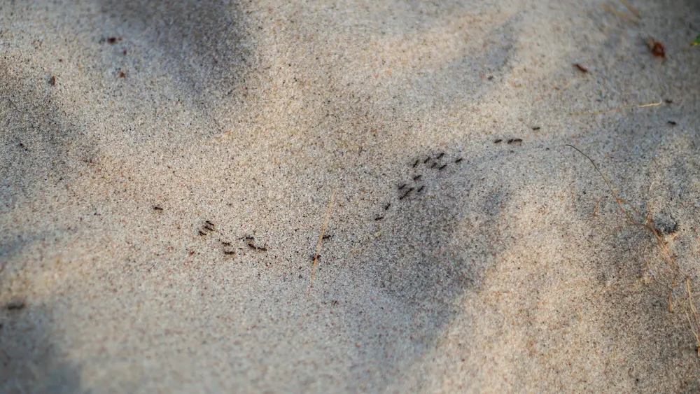 pnw2 how heat Pests You’ll Find in Sunny Spots: Stink Bugs, Garden Pests, and More