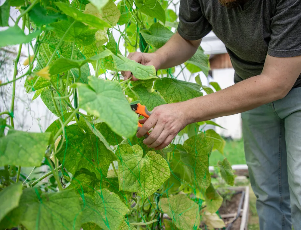 pnw2 how to reduce Pests You’ll Find in Sunny Spots: Stink Bugs, Garden Pests, and More
