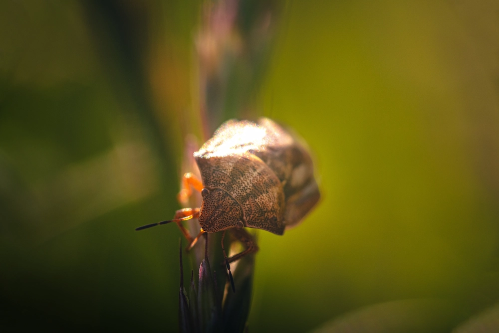 pnw2 outdoor Pests You’ll Find in Sunny Spots: Stink Bugs, Garden Pests, and More