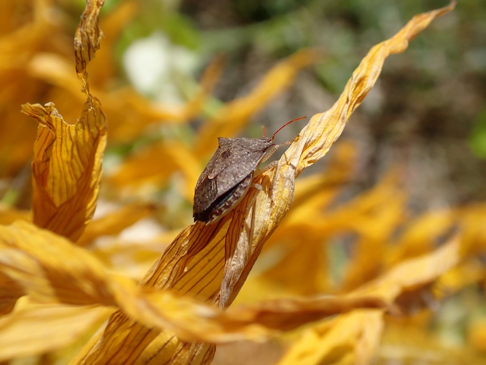 pnw2 stink bugs Pests You’ll Find in Sunny Spots: Stink Bugs, Garden Pests, and More