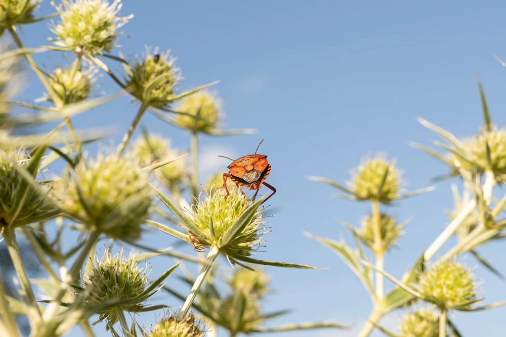 pnw2 why attracted Pests You’ll Find in Sunny Spots: Stink Bugs, Garden Pests, and More