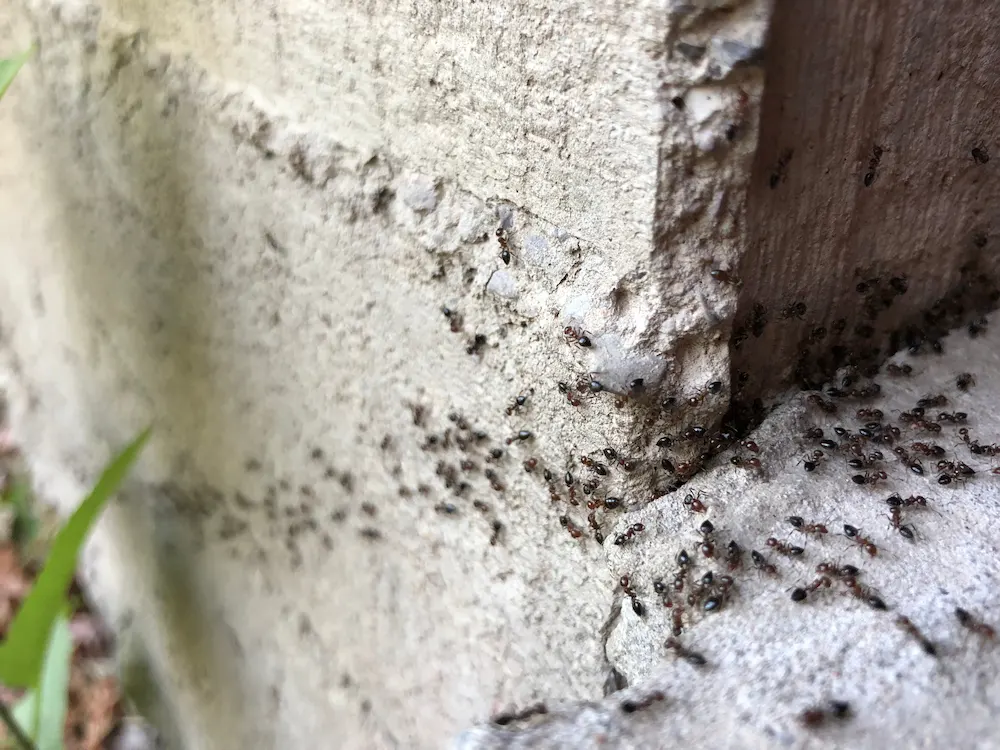 how to get rid of ants
