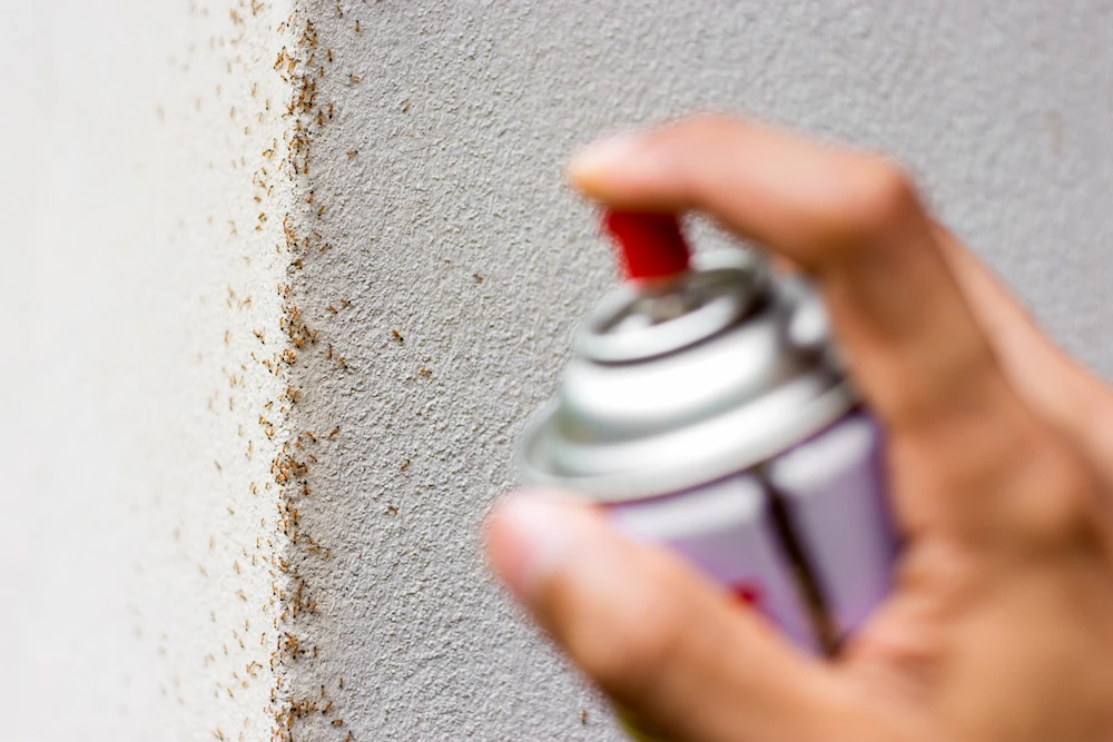 pnw3 pest control How to Get Rid of Ants: Easy Prevention Tips and Control Methods