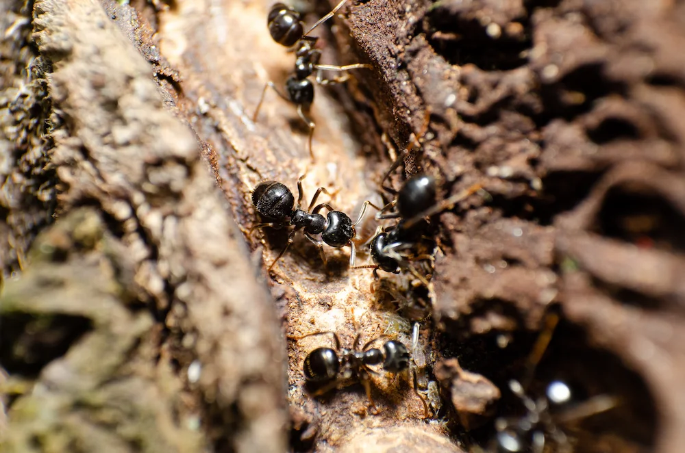 pnw3 when to call How to Get Rid of Ants: Easy Prevention Tips and Control Methods