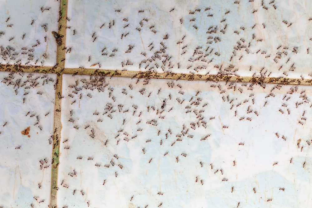 pnw3 why come inside How to Get Rid of Ants: Easy Prevention Tips and Control Methods