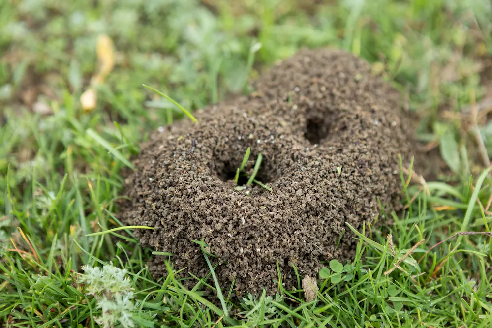 pnw3 why diy How to Get Rid of Ants: Easy Prevention Tips and Control Methods