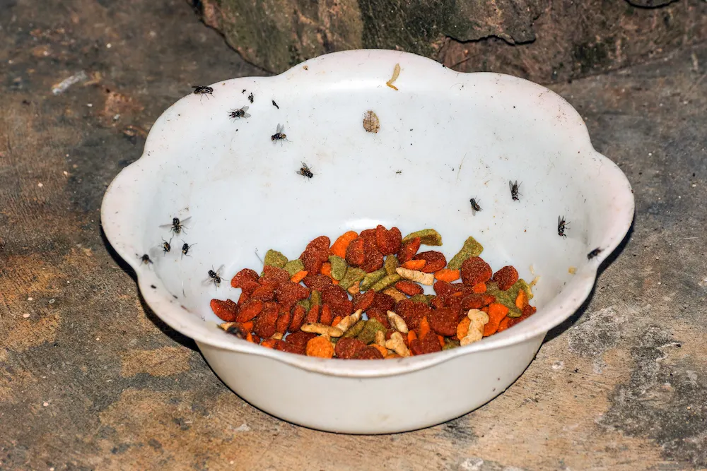 pnw1 common pests Pests That Love Pet Food: Common Pet Food Pests and How to Prevent Them