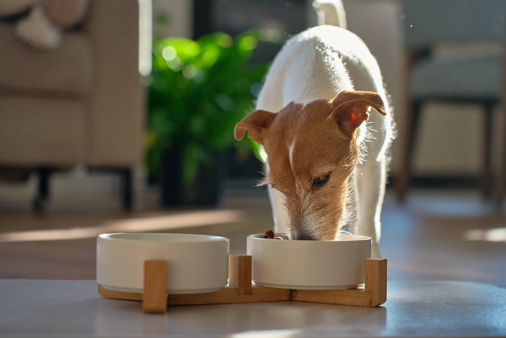 pnw1 pet food prevention Pests That Love Pet Food: Common Pet Food Pests and How to Prevent Them