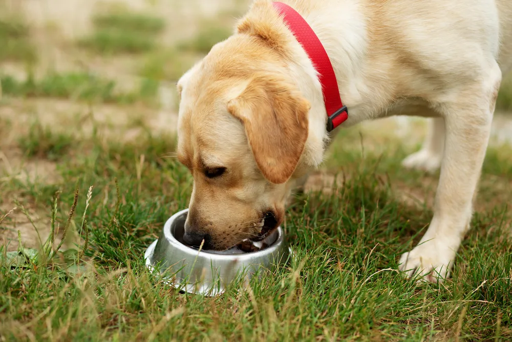 pnw1 why outdoor Pests That Love Pet Food: Common Pet Food Pests and How to Prevent Them