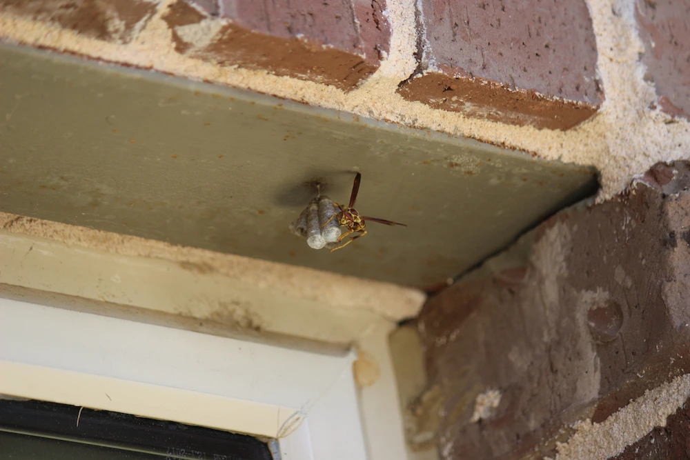 pnw2 common locations Why Are There So Many Wasp Nests in My Yard? Attractants and Prevention Tips