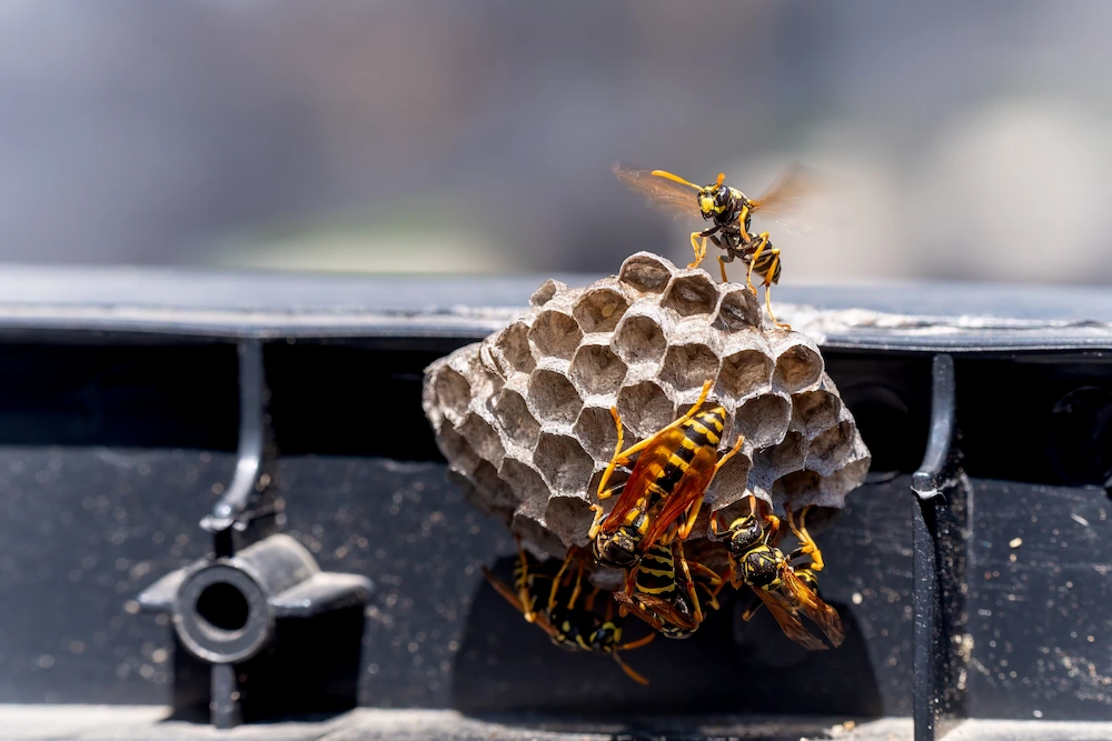 pnw2 how to get rid of Why Are There So Many Wasp Nests in My Yard? Attractants and Prevention Tips