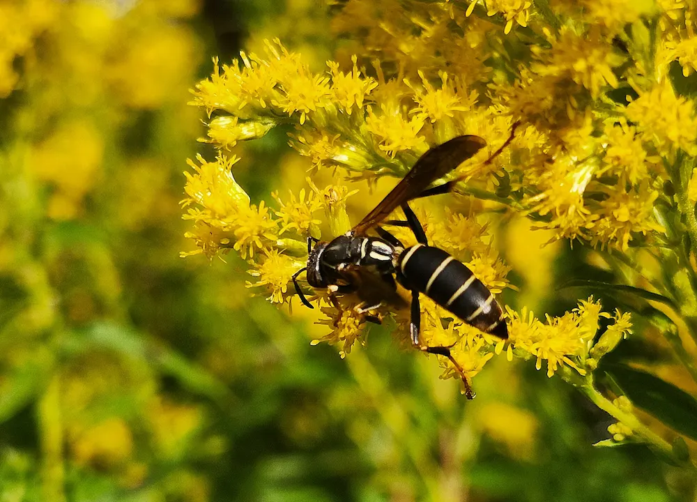 pnw2 how to prevent Why Are There So Many Wasp Nests in My Yard? Attractants and Prevention Tips