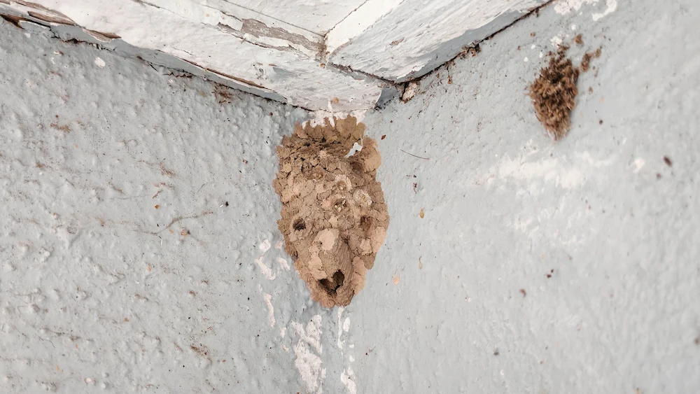 pnw2 prevention tips Why Are There So Many Wasp Nests in My Yard? Attractants and Prevention Tips