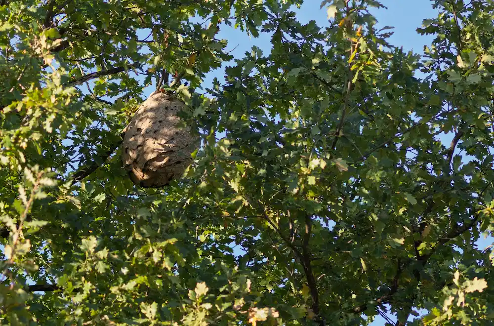 pnw2 what attracts Why Are There So Many Wasp Nests in My Yard? Attractants and Prevention Tips