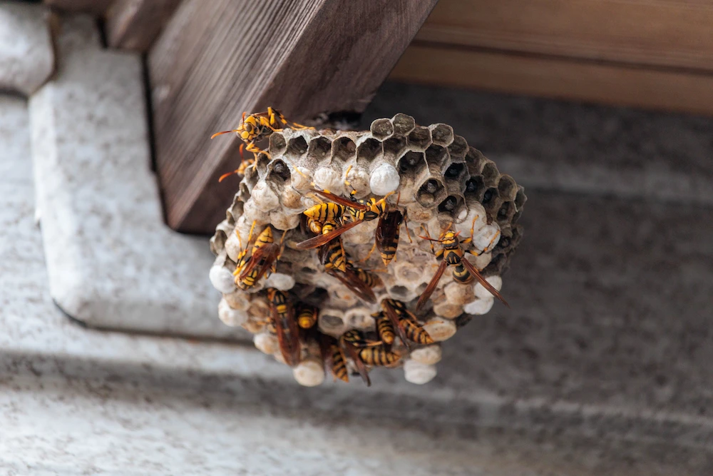 pnw2 why keep building Why Are There So Many Wasp Nests in My Yard? Attractants and Prevention Tips