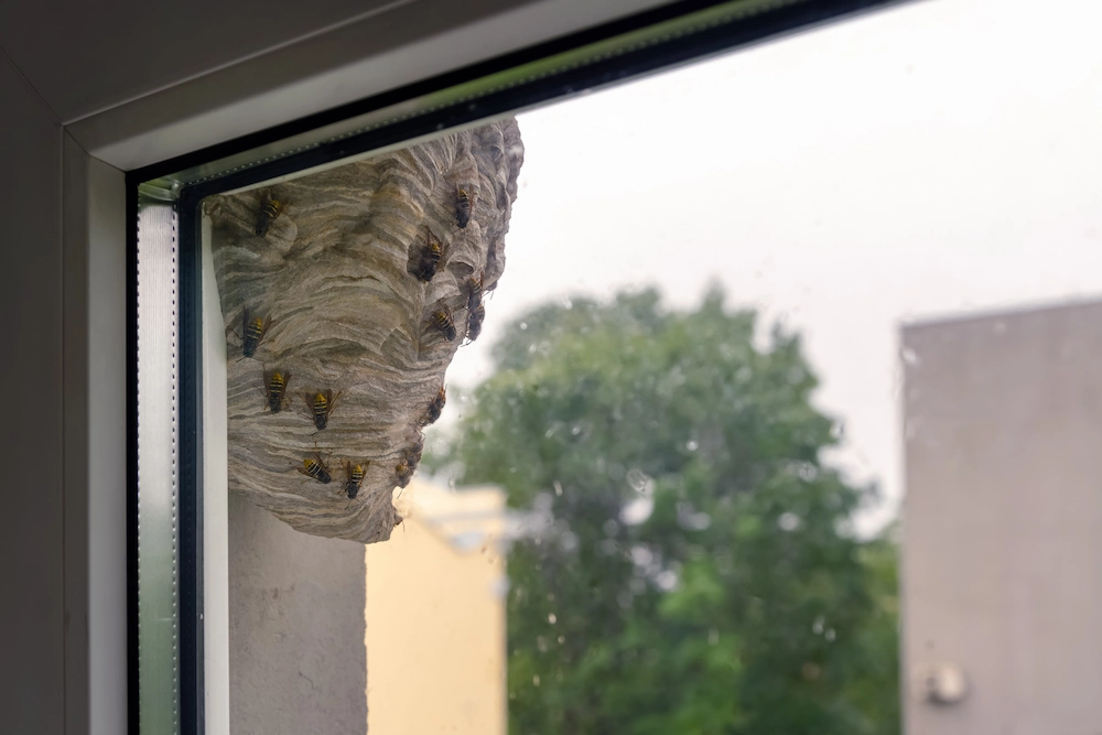 pnw2 why some properties Why Are There So Many Wasp Nests in My Yard? Attractants and Prevention Tips