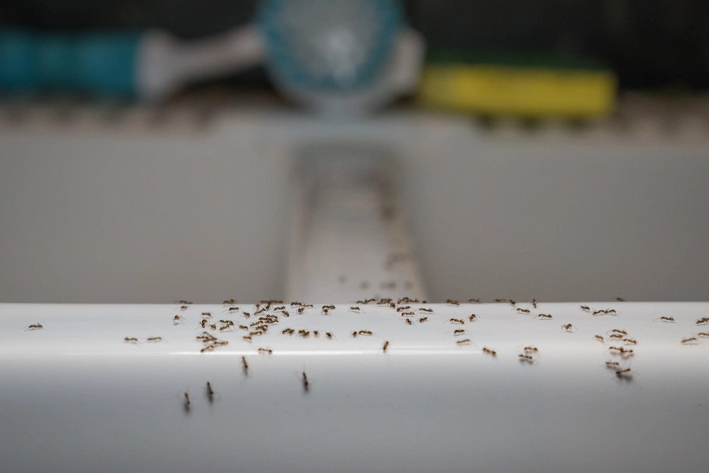 pnw1 common How Do Ants Get Inside My House? Common Entry Points and Prevention Tips