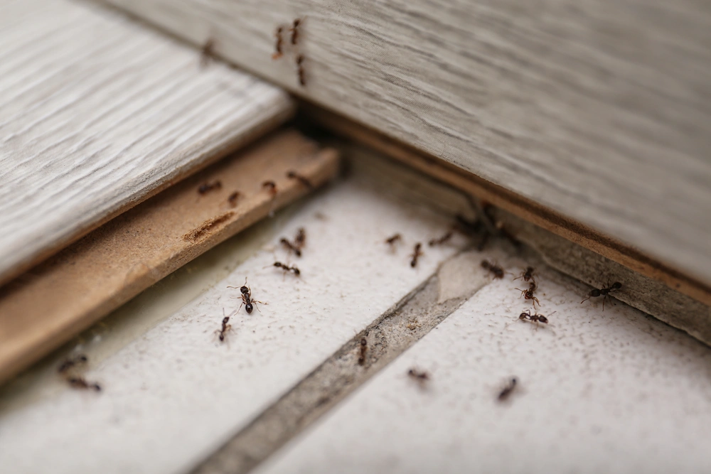 how do ants get inside my house; ants in house