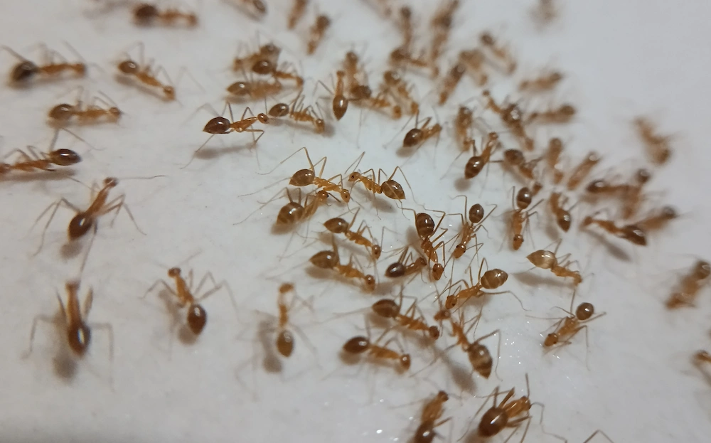 pnw1 where do ants How Do Ants Get Inside My House? Common Entry Points and Prevention Tips