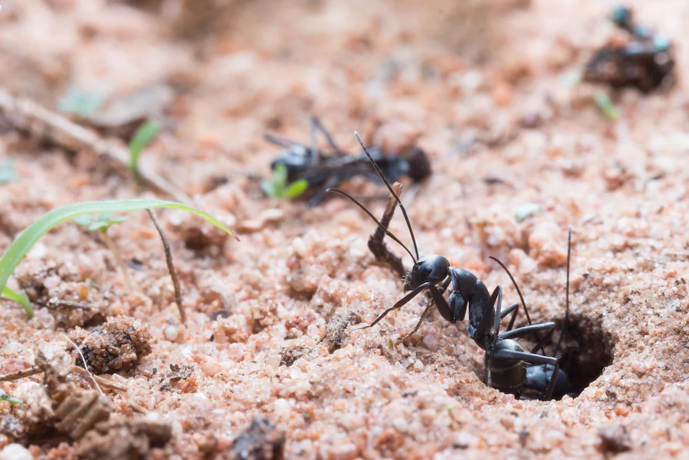 pnw1 why ants How Do Ants Get Inside My House? Common Entry Points and Prevention Tips