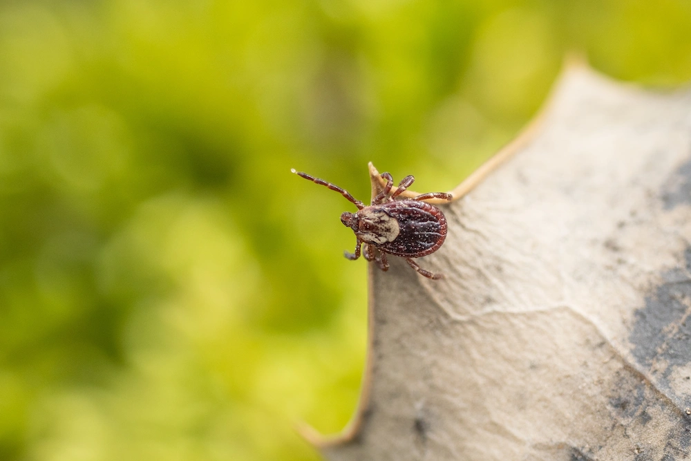 how to prevent bloodsucking insects