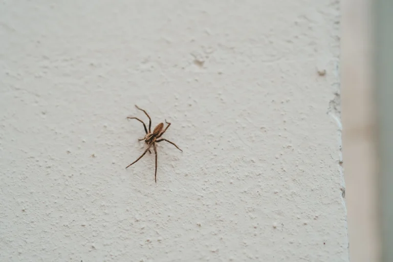sign of a larger pest issue