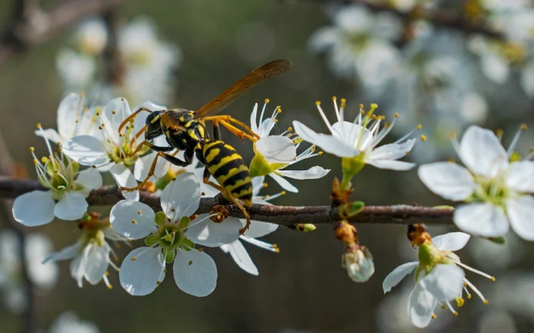 common wasp myths
