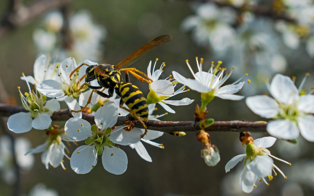 common wasp myths
