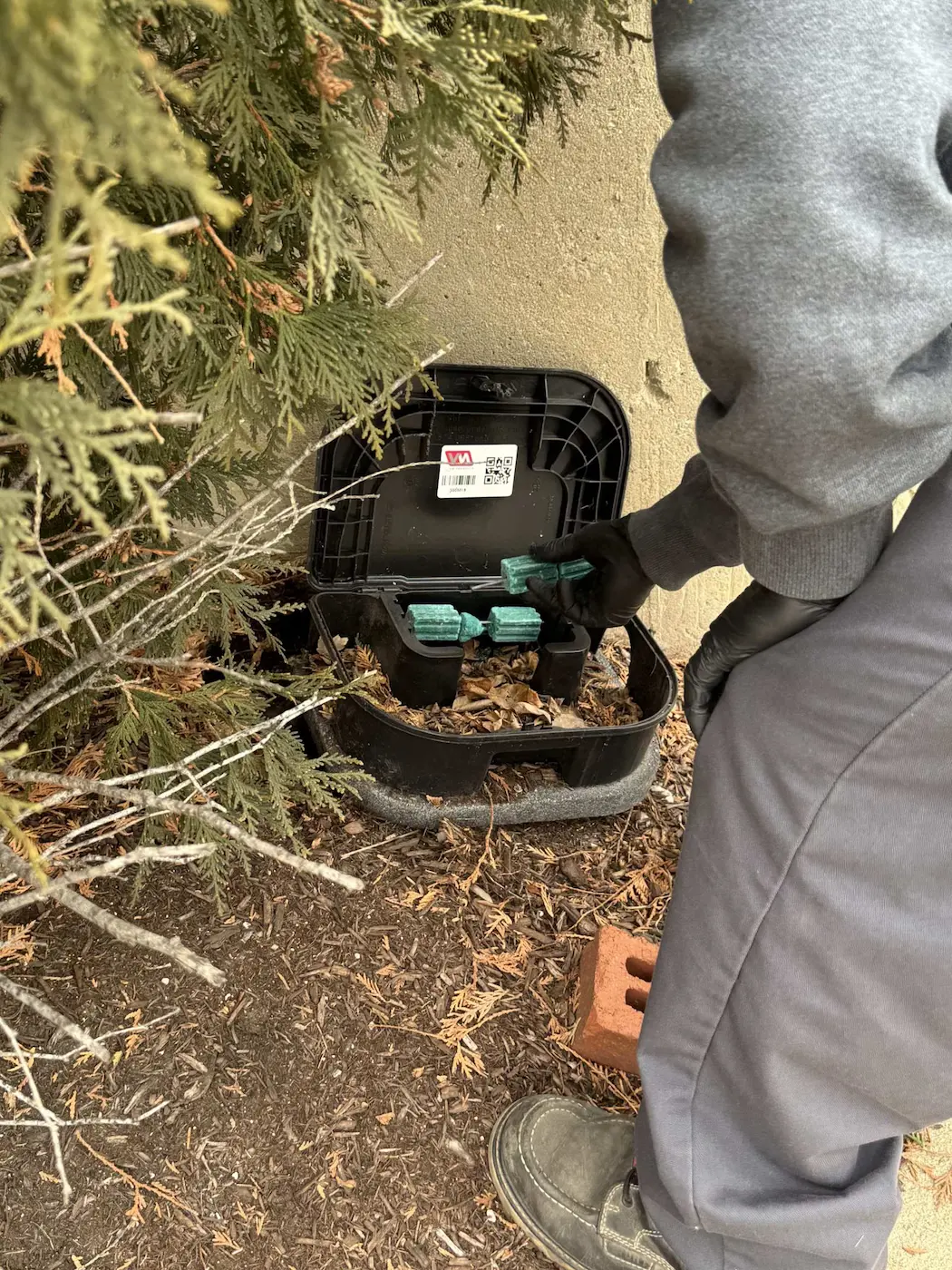 Pointe Pest Control setting up rodent traps