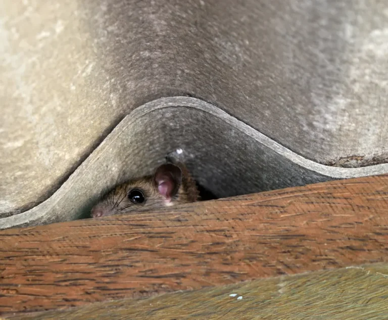 most common pest hiding spots