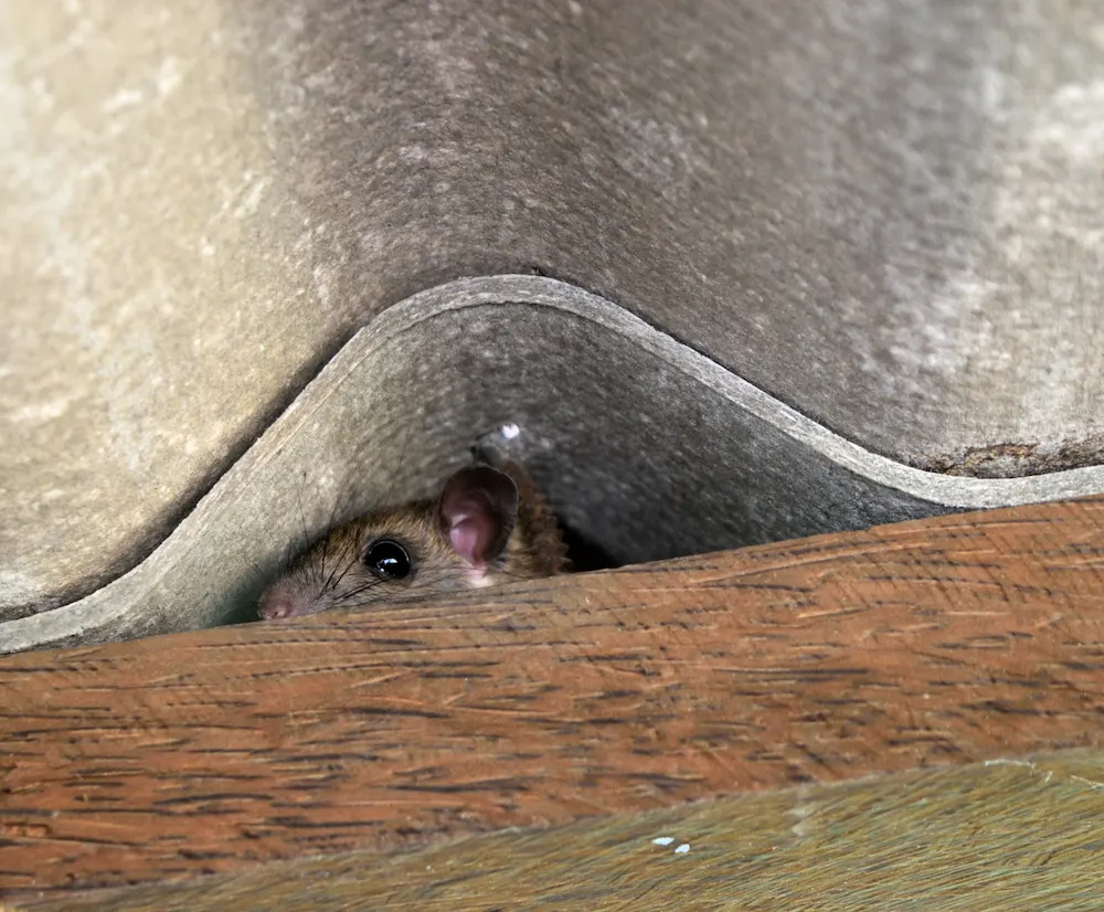 most common pest hiding spots
