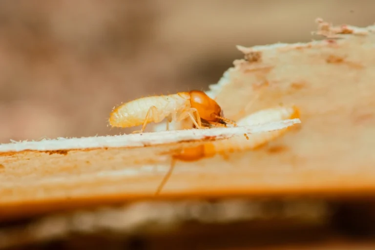 what do termites look like
